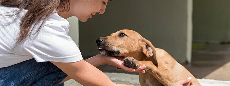 Mujer adoptando un perro en un refugio de animales